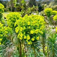 รูปภาพถ่ายที่ San Francisco Botanical Garden โดย Bradley M. เมื่อ 3/24/2024