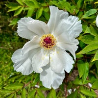 3/24/2024 tarihinde Bradley M.ziyaretçi tarafından San Francisco Botanical Garden'de çekilen fotoğraf