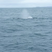 Photo taken at North Sailing Whale Watching by Eugene S. on 7/24/2018