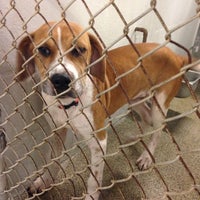 Lee County Animal Shelter - Fort Myers, FL
