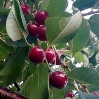 Kumru Ev Yemekleri 4 Tavsiye