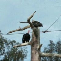 condor habitat crossword clue condor habitat crossword clue