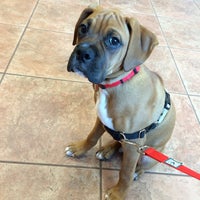 animal clinic east chattanooga