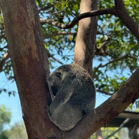 Photo taken at Taronga Zoo by Pat D. on 3/8/2024