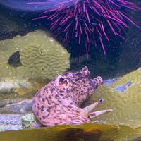 Photo taken at Cabrillo Marine Aquarium by Konstantin K. on 8/11/2023