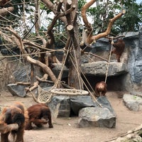 Orang Utan Haus Stellingen 213 Visitors