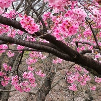 3/20/2021にreireiが上野恩賜公園で撮った写真