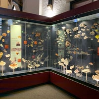 Atomisk antage utilstrækkelig Australian Fossil and Mineral Museum - Science Museum in Bathurst