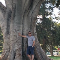 Photo taken at Massive Tree by maria e. on 8/16/2018