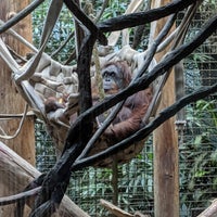 Photo taken at Orangutan Exhibit by Mike D. on 8/2/2019