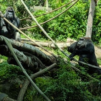 Photo taken at Western Lowland Gorilla by Mike D. on 8/2/2019