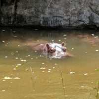 Photo taken at Hippo Pool by Mike D. on 8/2/2019