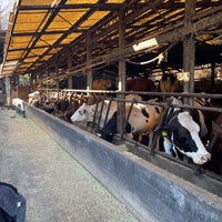 Photo taken at Isonuma Milk Farm by Nagi on 1/1/2023