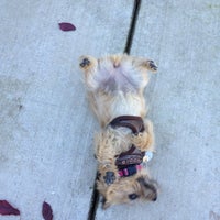 cha cha's dog daycare