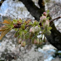 Photo taken at 真間山 by あろは on 4/1/2022