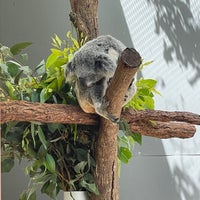 Foto tirada no(a) Kuranda Koala Gardens por Noriko em 10/8/2023