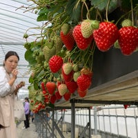 ストロベリーハウス 海老名 2 Tips From Visitors