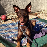 รูปภาพถ่ายที่ Premier Dog Training โดย Premier Dog Training เมื่อ 12/29/2013