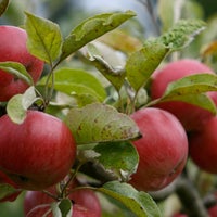 รูปภาพถ่ายที่ Finnriver Farm &amp;amp; Cidery โดย Finnriver Farm &amp;amp; Cidery เมื่อ 12/30/2013