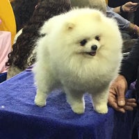 Photo taken at Westminster Kennel Club Dog Show at Piers 92/94 by Adrian S. on 2/15/2016