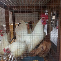 Photos At Pasar Burung Larangan Sidoarjo 1 Tip From 5 Visitors