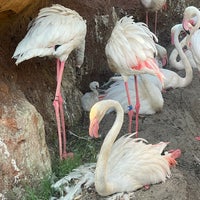 Photo taken at Animal Kingdom Lodge Flamingo Pool by Jeff D. on 6/2/2021