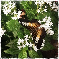 Photo taken at Butterfly Park &amp; Insect Kingdom by Özlem B. on 11/15/2015