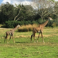 Photo taken at Kilimanjaro Safaris by Sam S. on 12/17/2015