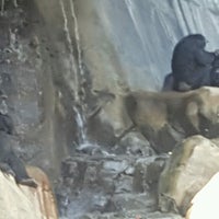 Photo taken at Chimpanzees of Mahale Mountains by lisa on 8/25/2016