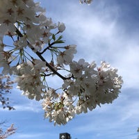 Photo taken at Cherry Blossom Grove by Angela Isabel on 4/3/2021