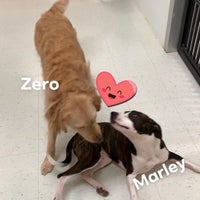 Cleveland Bed Biscuit Doggie Daycare Cleveland OH