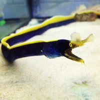 Vebas sales fish store