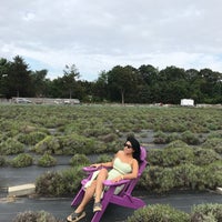 รูปภาพถ่ายที่ Lavender By the Bay - New York&amp;#39;s Premier Lavender Farm โดย Van N. เมื่อ 8/15/2020