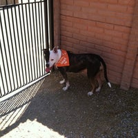 louis stray rescue st