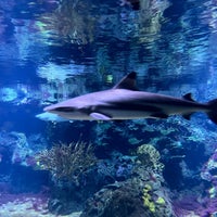 Photo taken at Aquarium Berlin by Taras H. on 3/16/2024