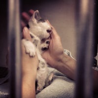 Photo taken at Manhattan Cat Specialists by Brad R. on 12/6/2012
