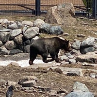 Photo taken at Grizzly &amp;amp; Wolf Discovery Center by Jackie L. on 5/5/2023