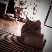 Photo taken at Catmosphere Cat Café by chidchai w. on 1/28/2015