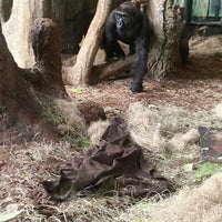 Photo taken at Regenstein Center for African Apes by Naely N. on 7/14/2021