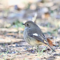 Photo taken at Meiji Jingu Gyoen by Usami T. on 1/8/2024