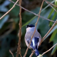 Photo taken at Meiji Jingu Gyoen by Usami T. on 1/8/2024