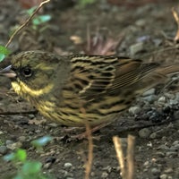 Photo taken at Meiji Jingu Gyoen by Usami T. on 1/8/2024