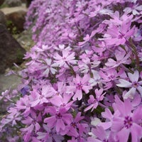 花の郷 滝谷花しょうぶ園 宇陀市 奈良県