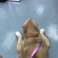 Bangsar veterinary cheap clinic