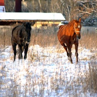 1/28/2014にДомашняя конюшня &amp;quot;Валькирия&amp;quot;がДомашняя конюшня &amp;quot;Валькирия&amp;quot;で撮った写真