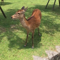 Photo taken at Nara Park by Kanokwan H. on 5/27/2018