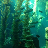 Photo taken at Kelp Forest by Melissa D. on 11/11/2013