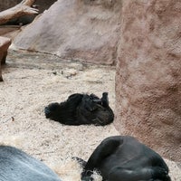 Photo taken at Gorilla Pavilion by Алена Г. on 2/24/2020