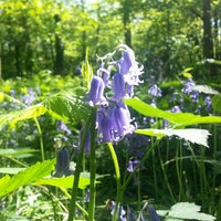 Photo taken at Bursted Woods by Graham S. on 5/26/2013