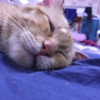 Klinik Haiwan iVet Petcare Klang Seksyen 16 Shah Alam Selangor